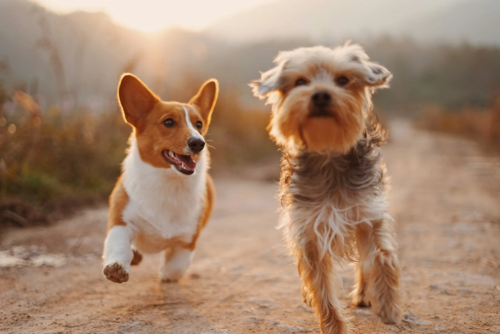 Two dogs running on a trail at sunset—pet-friendly RV Rental Daytona Florida for a weekend getaway